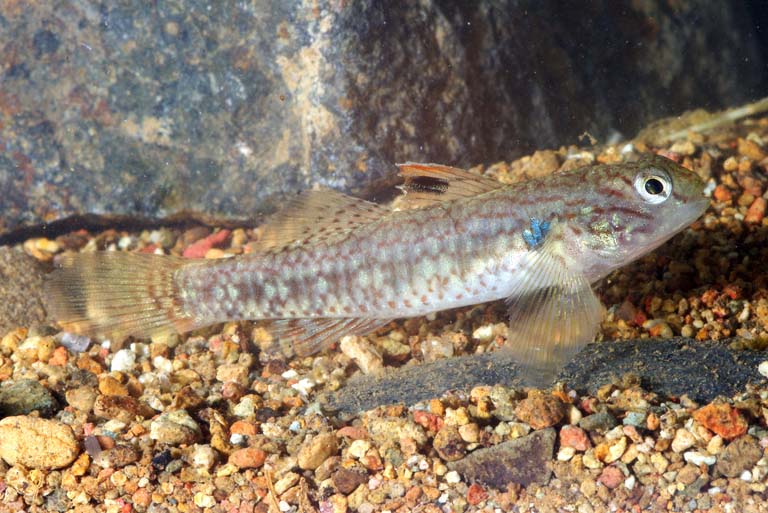 Redigobius leveri